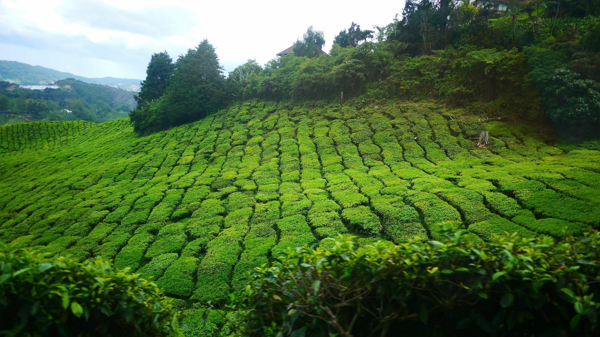 Zetter Suites @ Cameron Cameron Highlands Zewnętrze zdjęcie